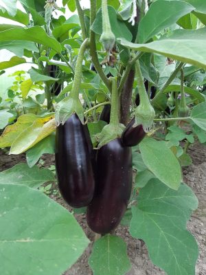 The traditional variety of eggplant is “Black Gloss F1”, which is suitable for everything, but stuffing is inconvenient.