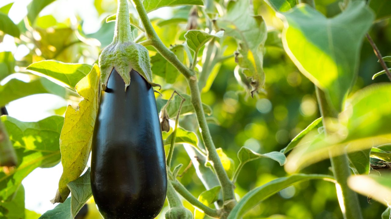 The debate about eggplants and peppers - which varieties to choose for your favorite culinary delights