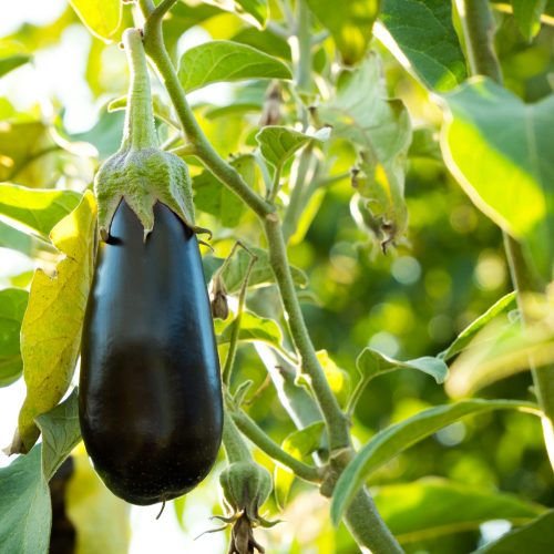 The debate about eggplants and peppers - which varieties to choose for your favorite culinary delights