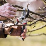 Cut – don’t plant: 10 rules for successful spring pruning
