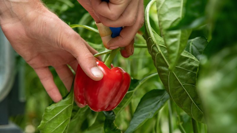 Fast harvest: 11 varieties of early-ripening peppers