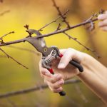 Spring pruning and shaping of fruit trees – when, how, and why