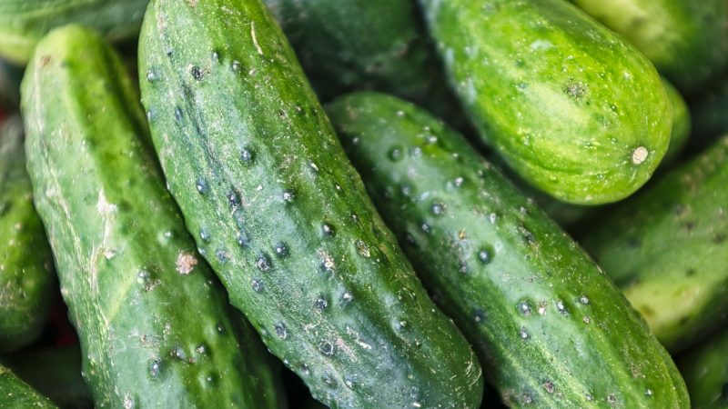 Healthy harvest: 5 cucumber hybrids resistant to powdery mildew